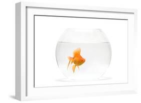 Fish Bowl with Goldfish in Studio-null-Framed Photographic Print