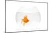 Fish Bowl with Goldfish in Studio-null-Mounted Photographic Print