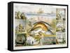 Fish, C1850-Robert Kent Thomas-Framed Stretched Canvas