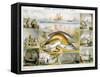 Fish, C1850-Robert Kent Thomas-Framed Stretched Canvas