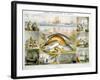 Fish, C1850-Robert Kent Thomas-Framed Giclee Print