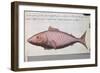 Fish Called Big Mouth-null-Framed Giclee Print