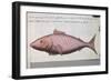 Fish Called Big Mouth-null-Framed Giclee Print