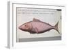 Fish Called Big Mouth-null-Framed Giclee Print