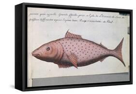 Fish Called Big Mouth-null-Framed Stretched Canvas