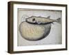 Fish Called Crocros-null-Framed Giclee Print