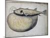 Fish Called Crocros-null-Mounted Giclee Print