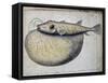 Fish Called Crocros-null-Framed Stretched Canvas