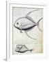 Fish Called Lisse and Moon Fish-null-Framed Giclee Print