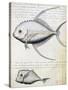 Fish Called Lisse and Moon Fish-null-Stretched Canvas