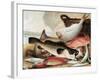 Fish Catch and Dawes Point, Sydney Harbour, C.1813-John William Lewin-Framed Giclee Print