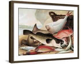 Fish Catch and Dawes Point, Sydney Harbour, C.1813-John William Lewin-Framed Giclee Print