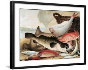 Fish Catch and Dawes Point, Sydney Harbour, C.1813-John William Lewin-Framed Giclee Print