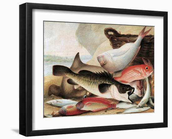 Fish Catch and Dawes Point, Sydney Harbour, C.1813-John William Lewin-Framed Giclee Print