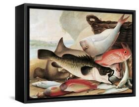 Fish Catch and Dawes Point, Sydney Harbour, C.1813-John William Lewin-Framed Stretched Canvas