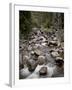 Fish Creek Falls and Cascades, Routt National Forest, Colorado, USA-James Hager-Framed Photographic Print