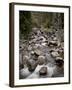 Fish Creek Falls and Cascades, Routt National Forest, Colorado, USA-James Hager-Framed Photographic Print