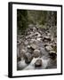 Fish Creek Falls and Cascades, Routt National Forest, Colorado, USA-James Hager-Framed Photographic Print