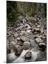 Fish Creek Falls and Cascades, Routt National Forest, Colorado, USA-James Hager-Mounted Photographic Print