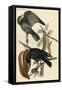 Fish Crow-John James Audubon-Framed Stretched Canvas