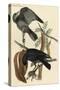 Fish Crow-John James Audubon-Stretched Canvas