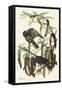 Fish Crow-John James Audubon-Framed Stretched Canvas