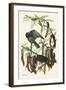 Fish Crow-John James Audubon-Framed Art Print