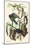 Fish Crow-John James Audubon-Mounted Art Print