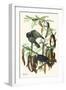 Fish Crow-John James Audubon-Framed Art Print