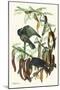 Fish Crow-John James Audubon-Mounted Art Print