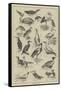 Fish-Destroying Birds-null-Framed Stretched Canvas