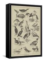 Fish-Destroying Birds-null-Framed Stretched Canvas