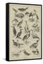 Fish-Destroying Birds-null-Framed Stretched Canvas