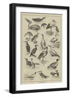 Fish-Destroying Birds-null-Framed Premium Giclee Print