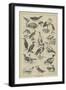 Fish-Destroying Birds-null-Framed Premium Giclee Print