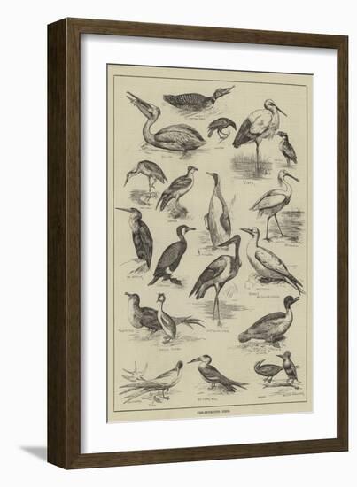 Fish-Destroying Birds-null-Framed Giclee Print