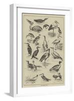 Fish-Destroying Birds-null-Framed Giclee Print