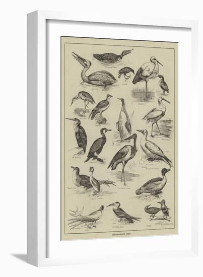 Fish-Destroying Birds-null-Framed Giclee Print