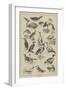Fish-Destroying Birds-null-Framed Giclee Print