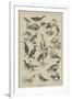 Fish-Destroying Birds-null-Framed Giclee Print