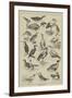 Fish-Destroying Birds-null-Framed Giclee Print