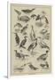 Fish-Destroying Birds-null-Framed Giclee Print