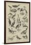 Fish-Destroying Birds-null-Framed Giclee Print