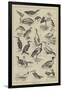 Fish-Destroying Birds-null-Framed Giclee Print