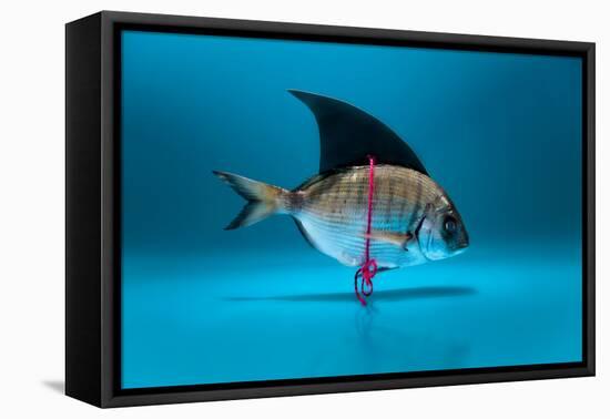 Fish Disguised as a Shark-Antonioiacobelli-Framed Stretched Canvas