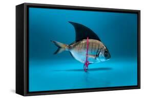 Fish Disguised as a Shark-Antonioiacobelli-Framed Stretched Canvas