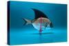 Fish Disguised as a Shark-Antonioiacobelli-Stretched Canvas