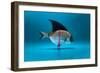 Fish Disguised as a Shark-Antonioiacobelli-Framed Photographic Print