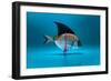 Fish Disguised as a Shark-Antonioiacobelli-Framed Photographic Print