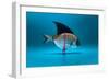 Fish Disguised as a Shark-Antonioiacobelli-Framed Photographic Print